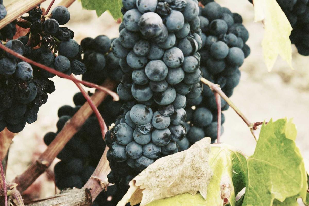 Redmi Note 13 Pro+ 5G: Jagoan Fotografi di Saku Kamu? Yuk, Kupas Tuntas Kelebihan & Kekurangannya! – sumeksradio.disway.id